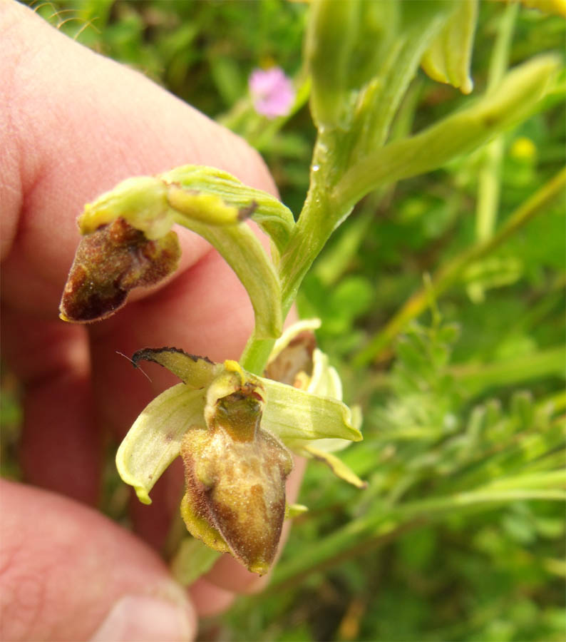 Orchis maremmana da ID 2